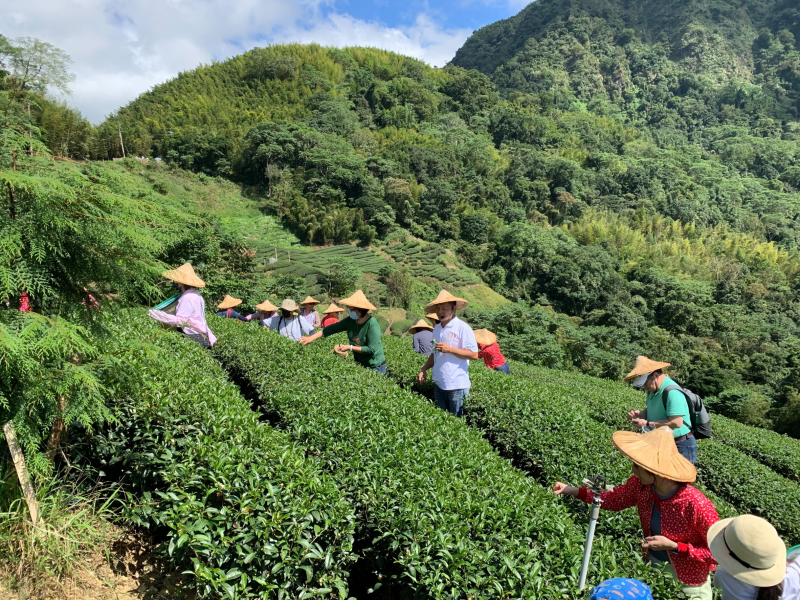 茶悅杉林-野放茶探訪